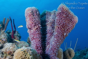 Coral with fish, Chinchorro Mexico by Alejandro Topete 